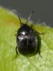 259504 – Photo : Christian Berquer – France (50)